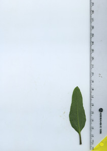 leafbottom