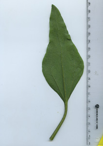 leafbottom