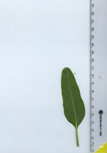 leafbottom