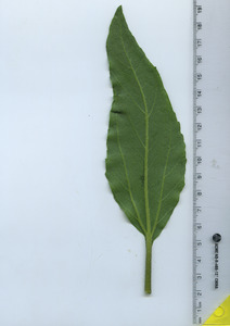 leafbottom