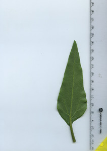 leafbottom