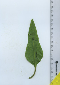 leafbottom