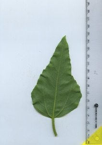 leafbottom