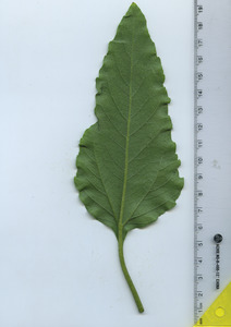 leafbottom