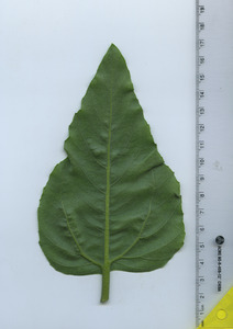 leafbottom