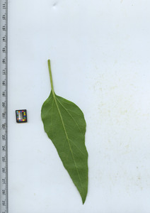 leafbottom