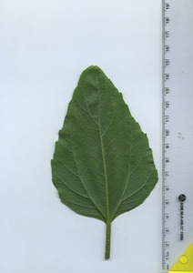 leafbottom