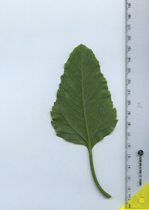 leafbottom