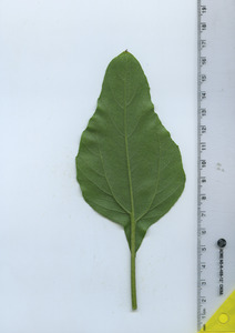 leafbottom