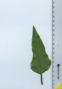 leafbottom