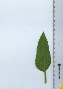 leafbottom