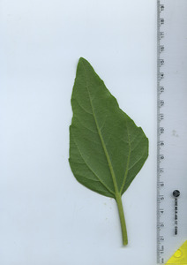 leafbottom