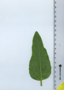 leafbottom