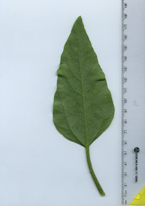 leafbottom