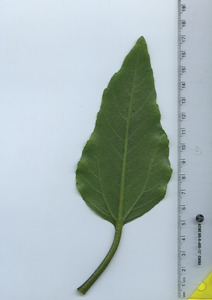 leafbottom