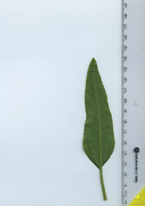 leafbottom