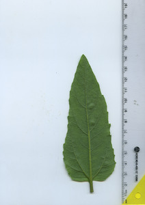 leafbottom