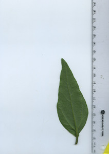 leafbottom