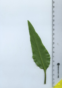 leafbottom