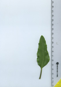 leafbottom