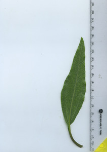 leafbottom