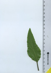 leafbottom