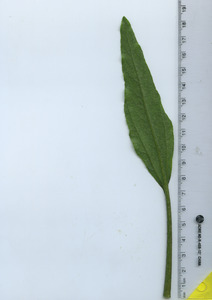 leafbottom