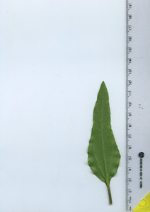 leafbottom