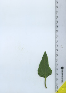 leafbottom