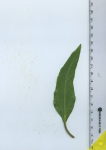 leafbottom