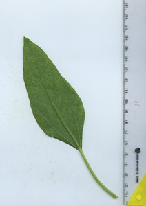 leafbottom