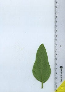 leafbottom