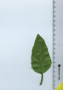 leafbottom