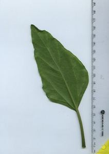 leafbottom