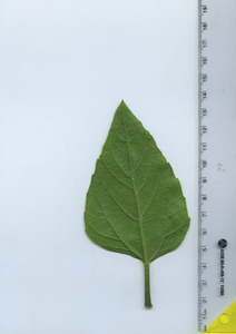leafbottom