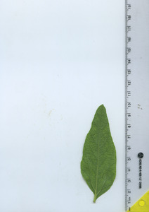 leafbottom