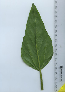 leafbottom