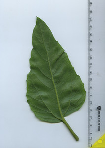 leafbottom