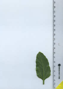 leafbottom