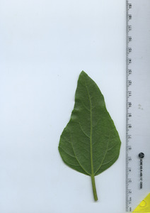 leafbottom