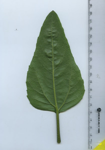 leafbottom