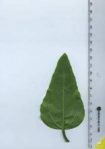 leafbottom