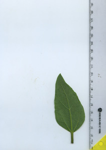 leafbottom