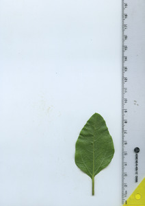 leafbottom
