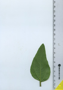 leafbottom