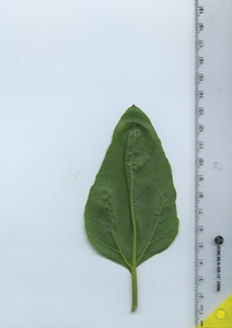 leafbottom