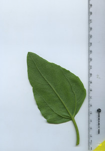 leafbottom