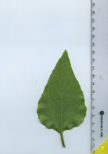 leafbottom