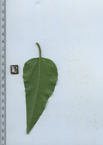leafbottom