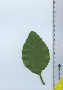 leafbottom